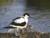 Avocettes Elegantes